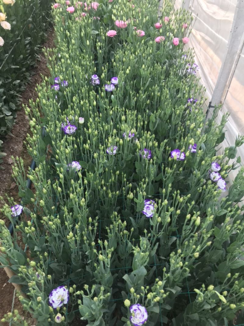 洋桔梗鲜花花束基地直销