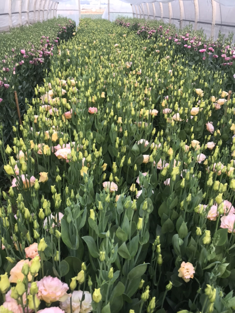 洋桔梗鲜花花束基地直销