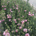 洋桔梗鲜花花束基地直销