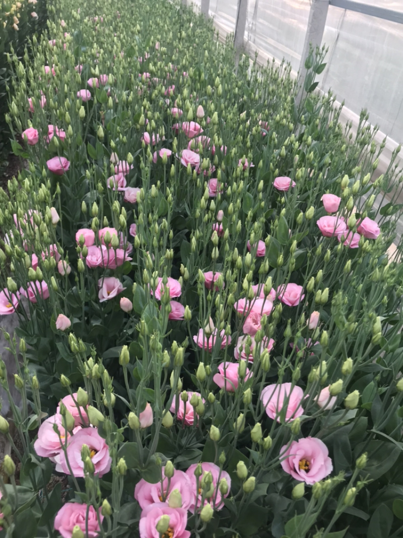 洋桔梗鲜花花束基地直销