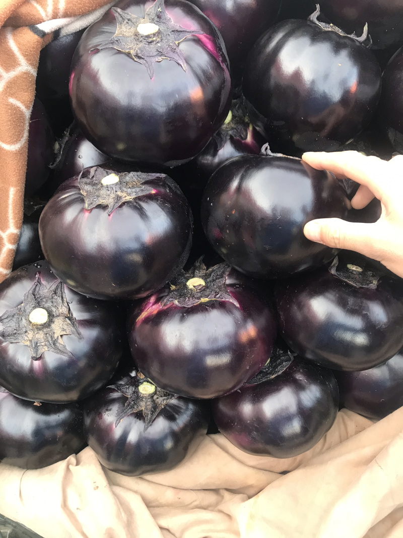 【紫光圆茄】、又黑又亮、茄面光滑、电商商超食堂均可以、