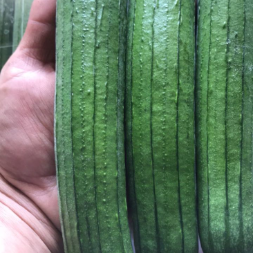 油皮丝瓜已上市