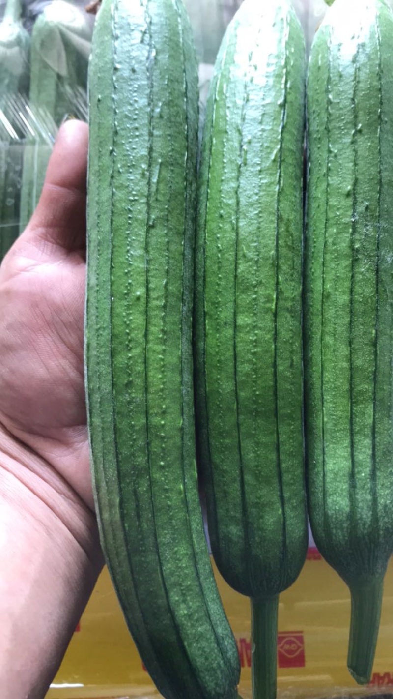 油皮丝瓜已上市