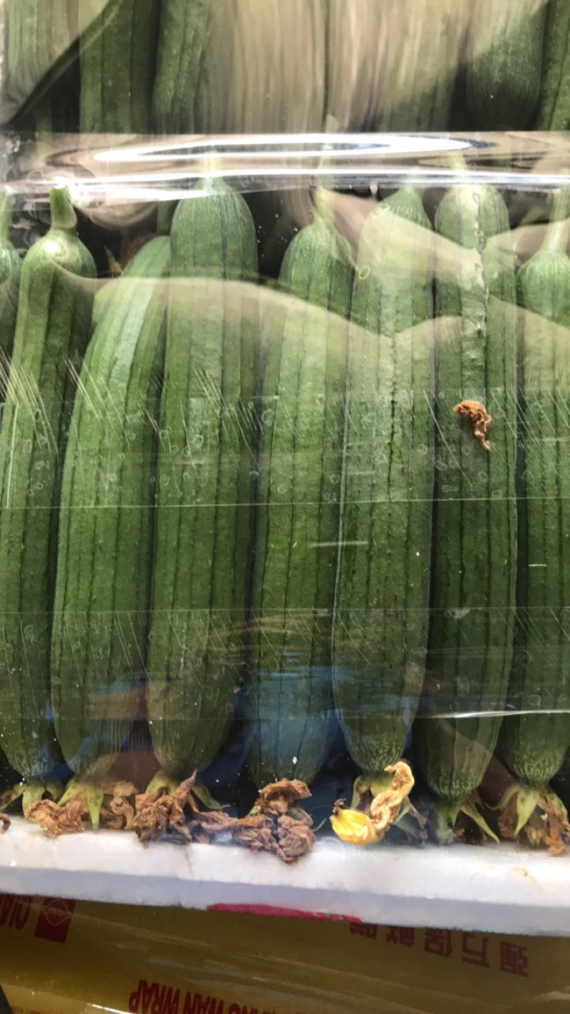 油皮丝瓜已上市