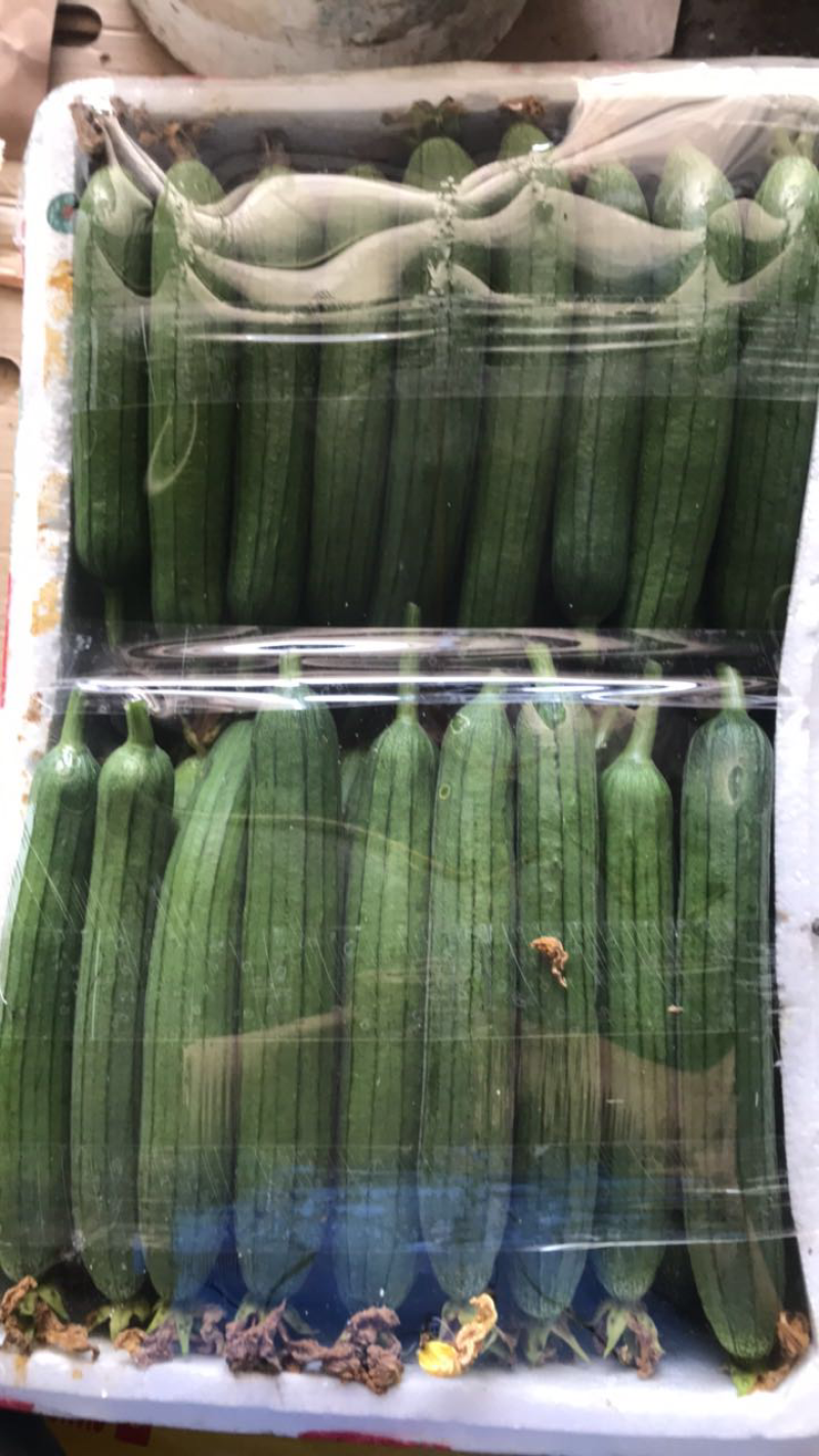油皮丝瓜已上市