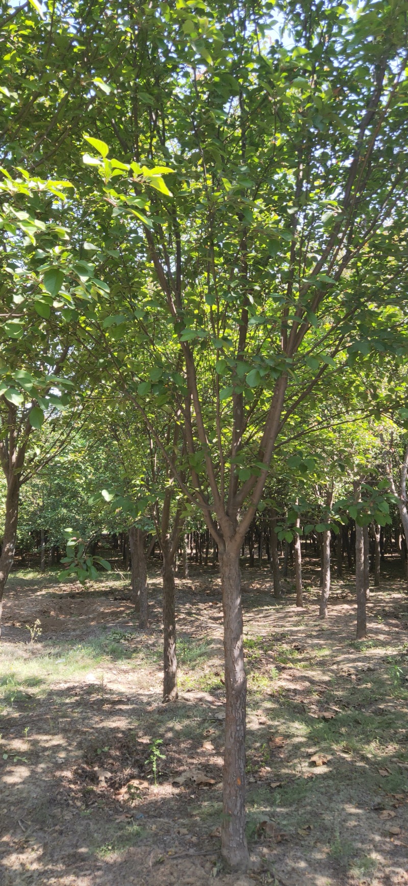 绚丽海棠，2000亩基地，随便你挑选，价格便宜！