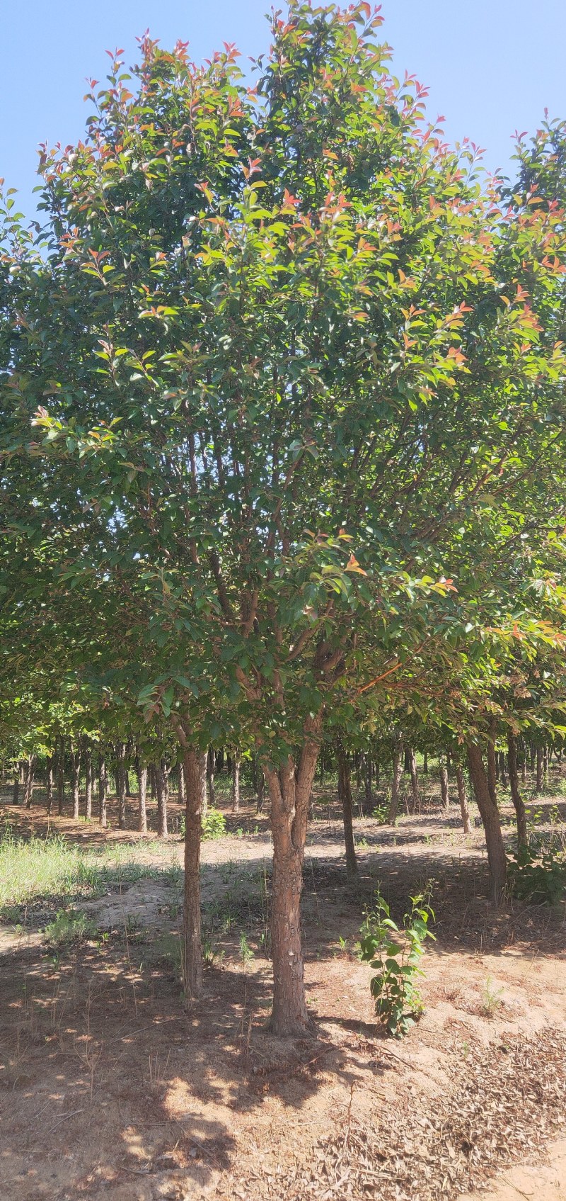 绚丽海棠，2000亩基地，随便你挑选，价格便宜！