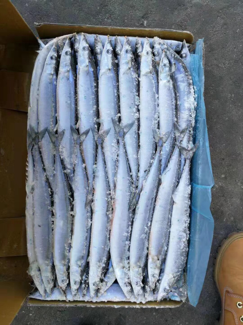 大量秋刀鱼出售