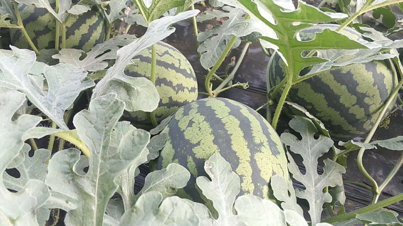 锦王甜王8斤打底10成熟1茬