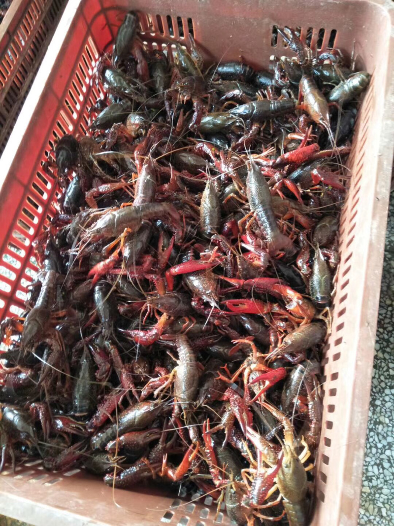 998湖北监利小龙虾