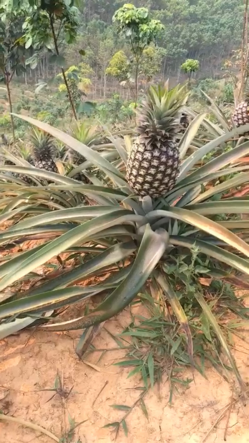 云南西双版纳生态无眼菠萝大量供应产地直销，自产自销