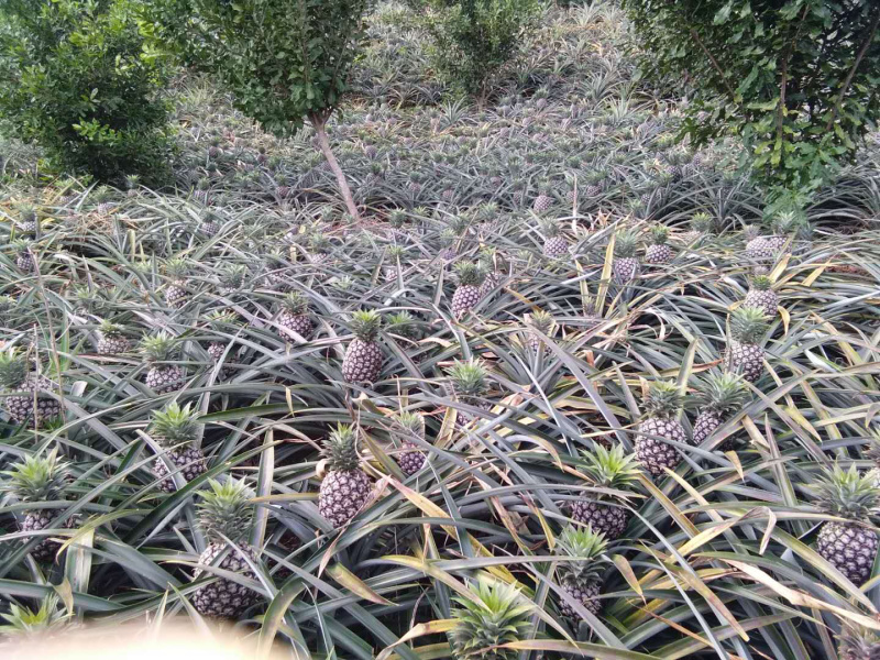 云南西双版纳生态无眼菠萝大量供应产地直销，自产自销