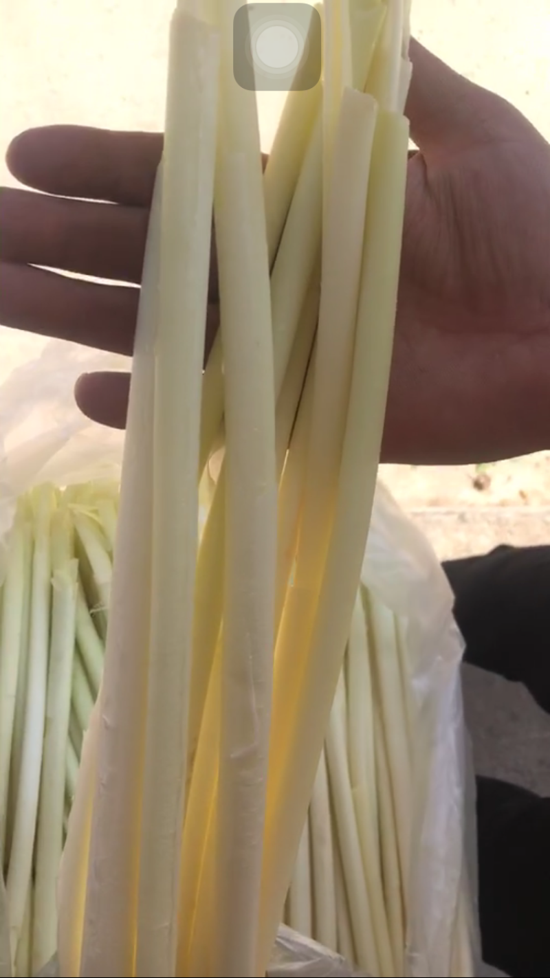 蒲菜