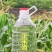自酿玉米酒。