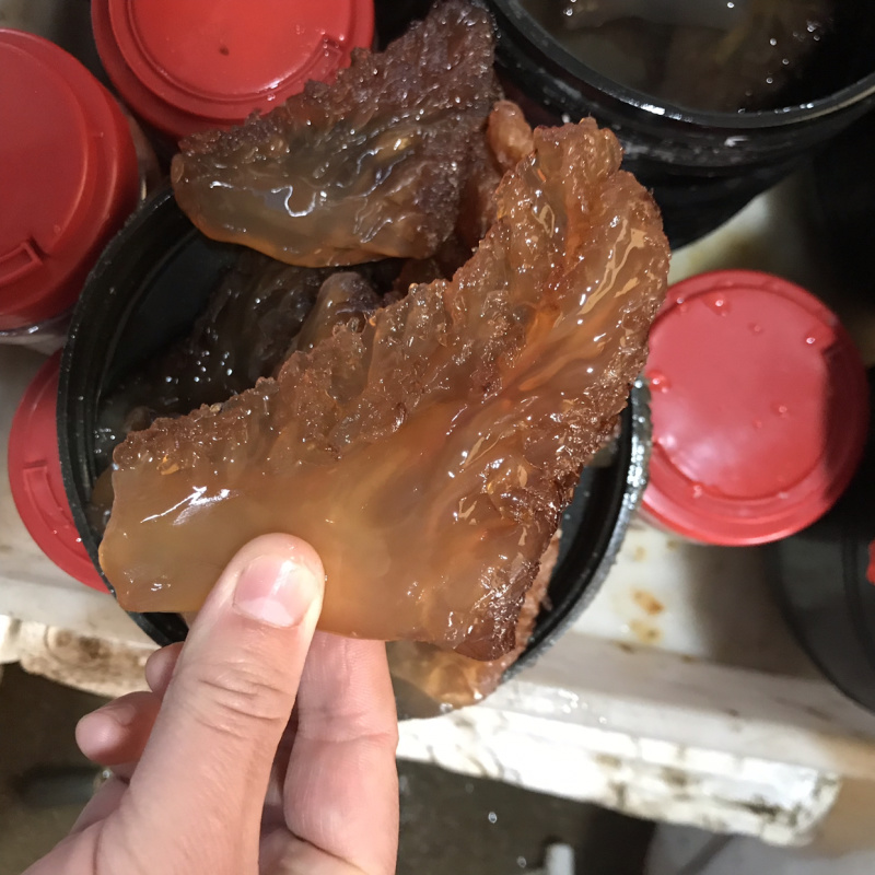 纯海蜇