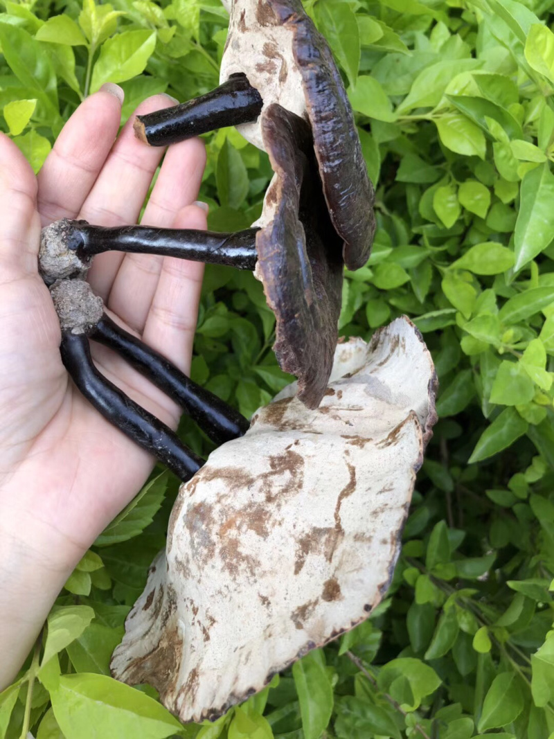 黑灵芝林下种植白背灵芝，香味浓，保证新货