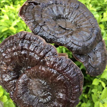 黑灵芝林下种植白背灵芝，香味浓，保证新货