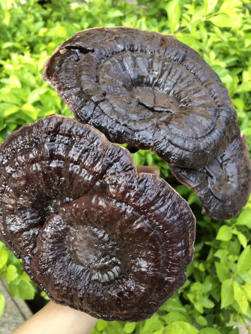 黑灵芝林下种植白背灵芝，香味浓，保证新货