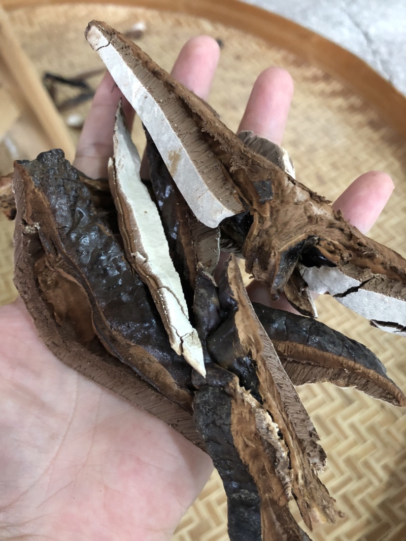 黑灵芝林下种植白背灵芝，香味浓，保证新货