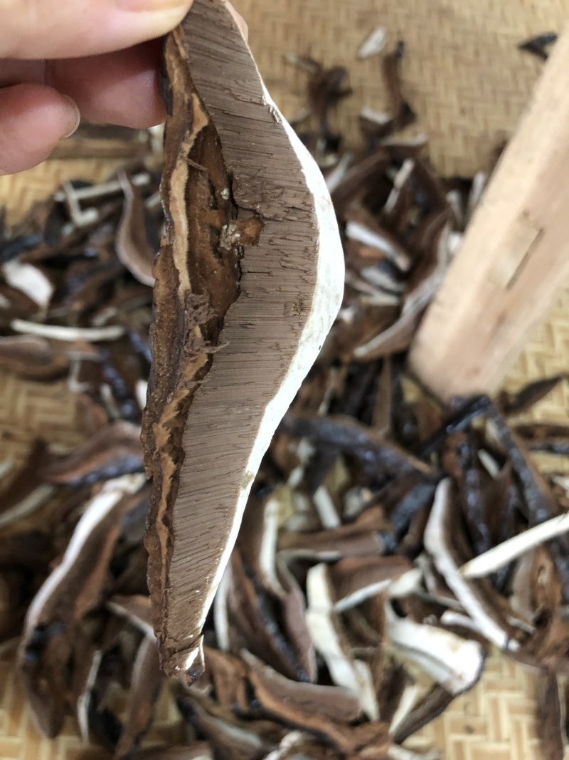 黑灵芝林下种植白背灵芝，香味浓，保证新货