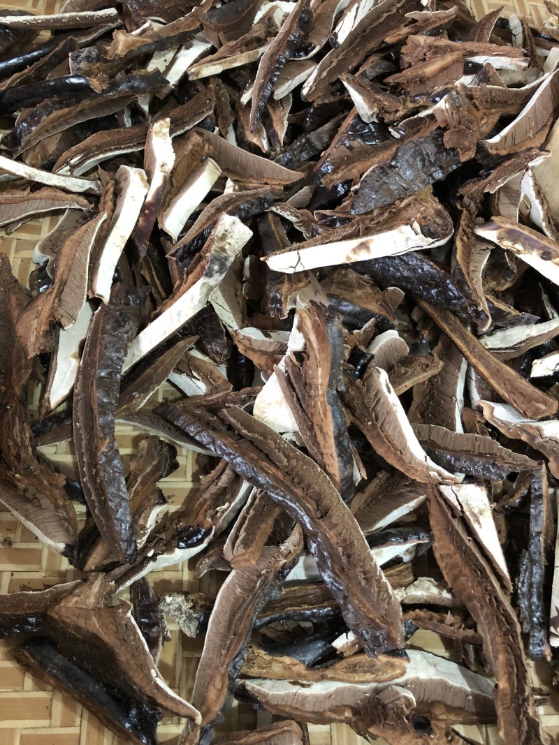 黑灵芝林下种植白背灵芝，香味浓，保证新货