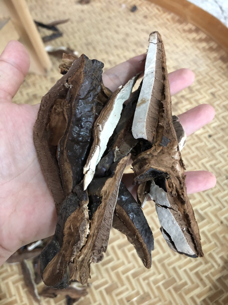 黑灵芝林下种植白背灵芝，香味浓，保证新货