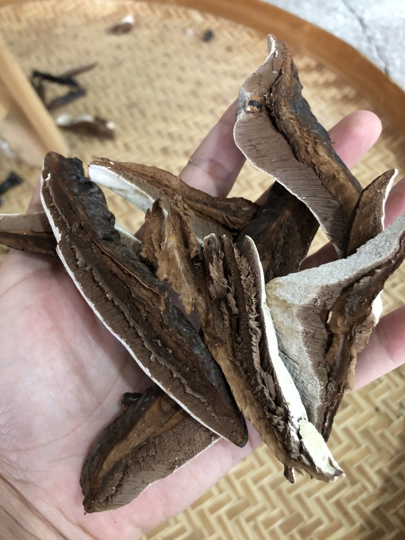 黑灵芝林下种植白背灵芝，香味浓，保证新货