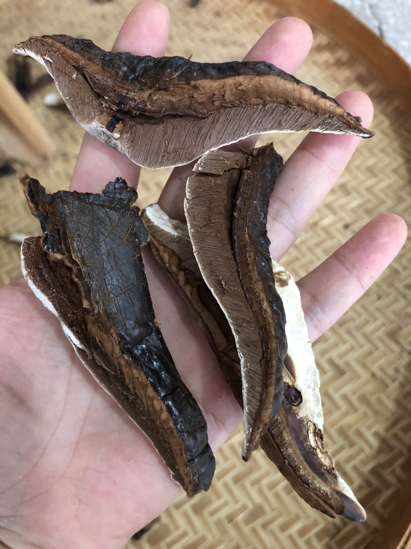 黑灵芝林下种植白背灵芝，香味浓，保证新货