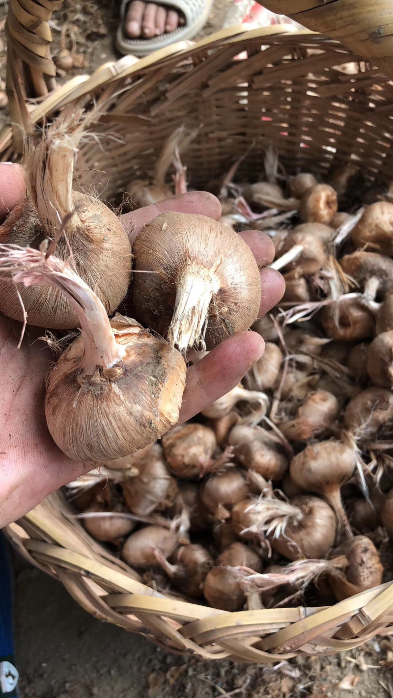 藏红花健康之花致富之花