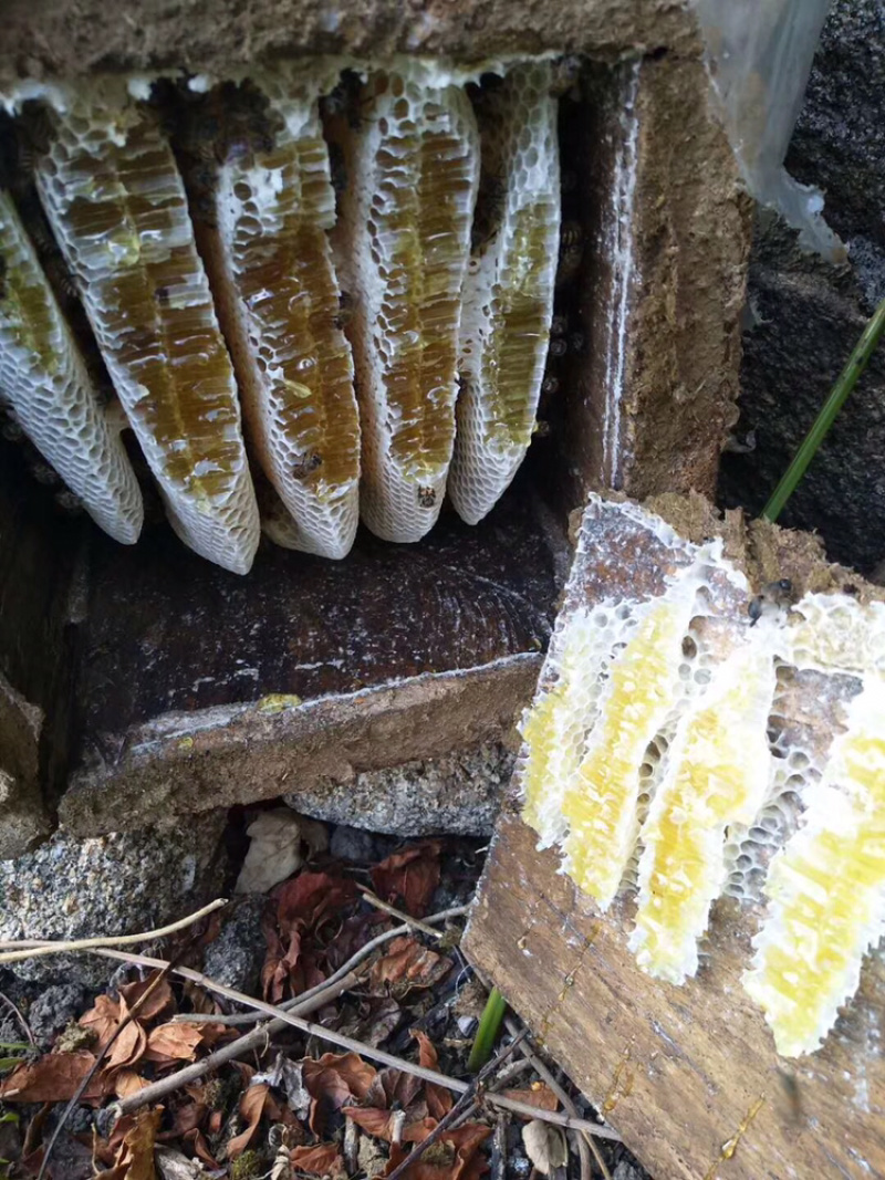 树蜂🐝