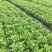 茉莉花分枝多带花苞发货广西横县双瓣茉莉花
