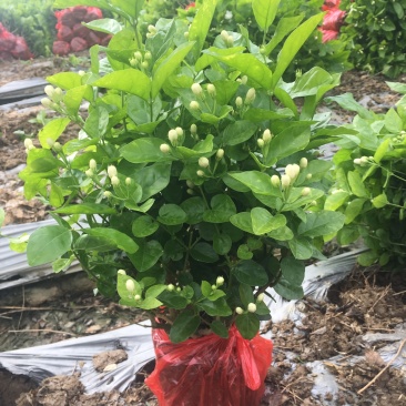 茉莉花分枝多带花苞发货广西横县双瓣茉莉花