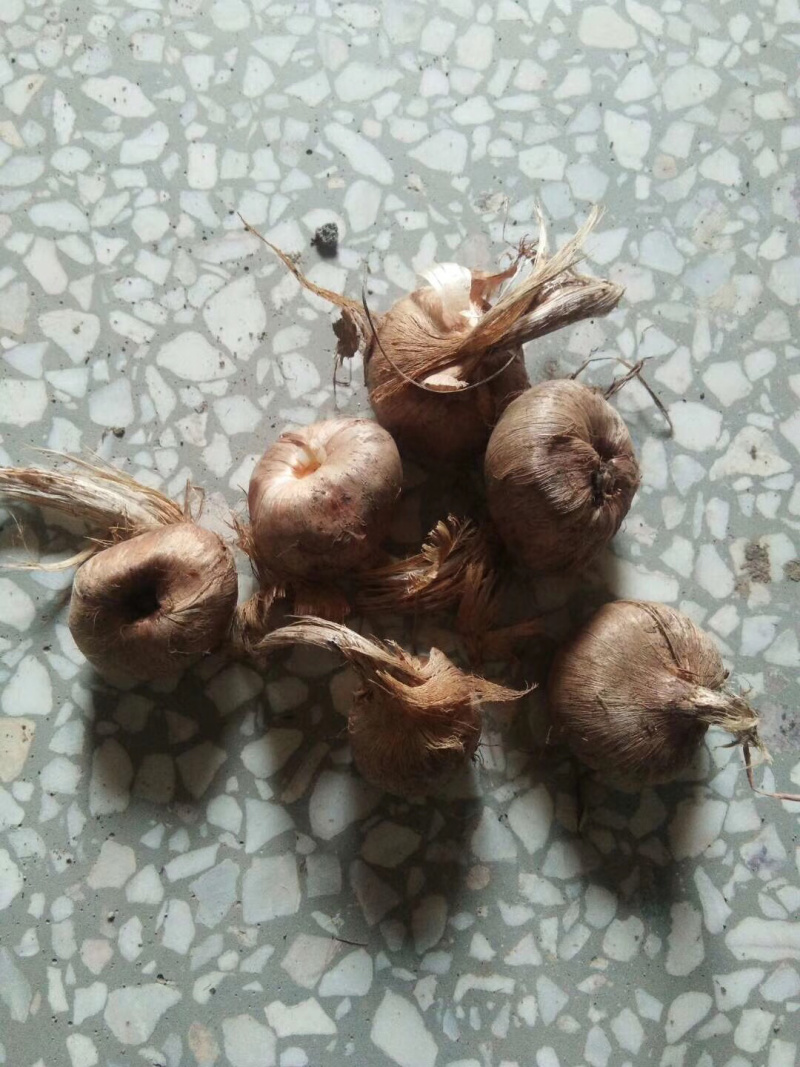 藏红花健康之花致富之花