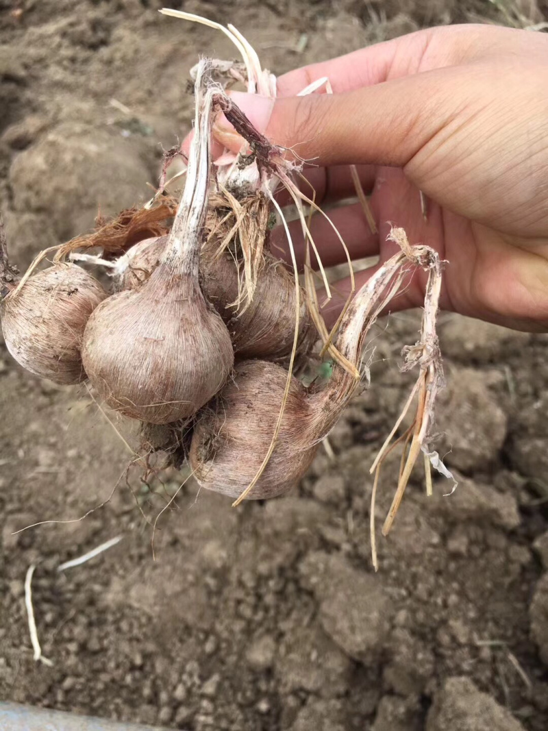藏红花健康之花致富之花