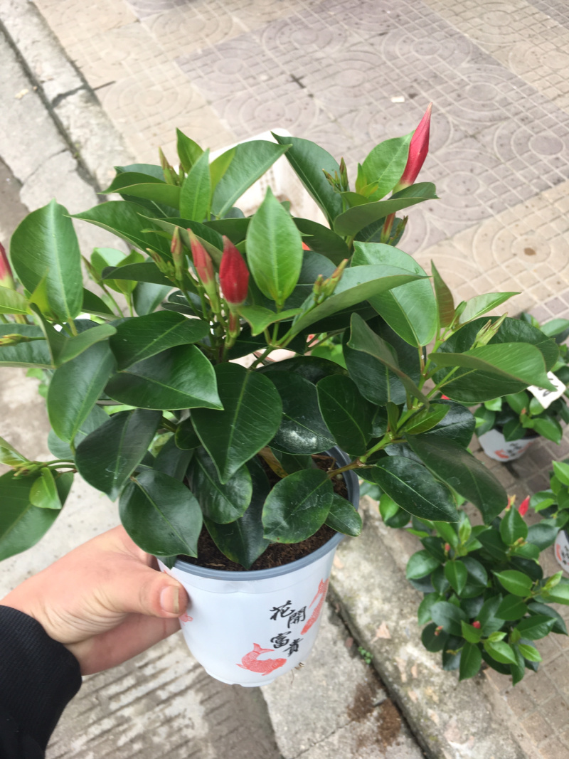 双喜藤飘香藤基地直销质量保证