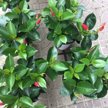 双喜藤飘香藤基地直销质量保证