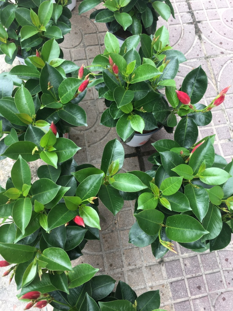 双喜藤飘香藤基地直销质量保证