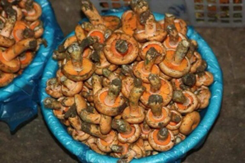 野生菌