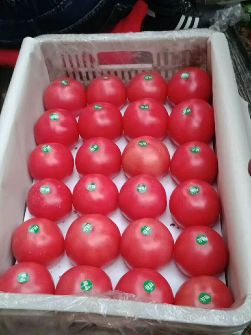 西红柿