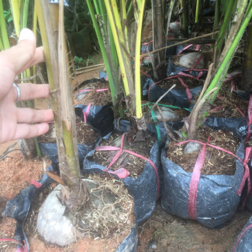 正宗海南椰子苗椰子树苗水果椰子果树苗风景椰子树苗南方果