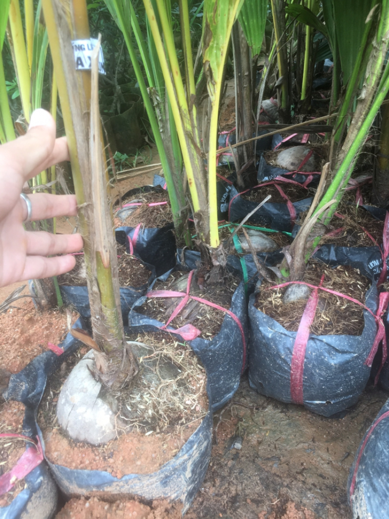 正宗海南椰子苗椰子树苗水果椰子果树苗风景椰子树苗南方果