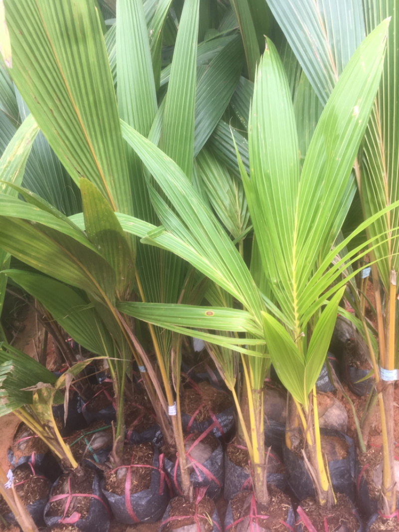 正宗海南椰子苗椰子树苗水果椰子果树苗风景椰子树苗南方果