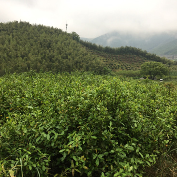 浙江省宁波市镇海区九龙湖镇杜夹岙茶叶山承包使用权流转