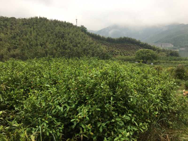 浙江省宁波市镇海区九龙湖镇杜夹岙茶叶山承包使用权流转