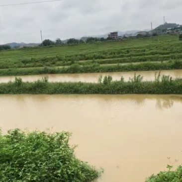 广州从化百亩养殖场
