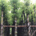 香樟