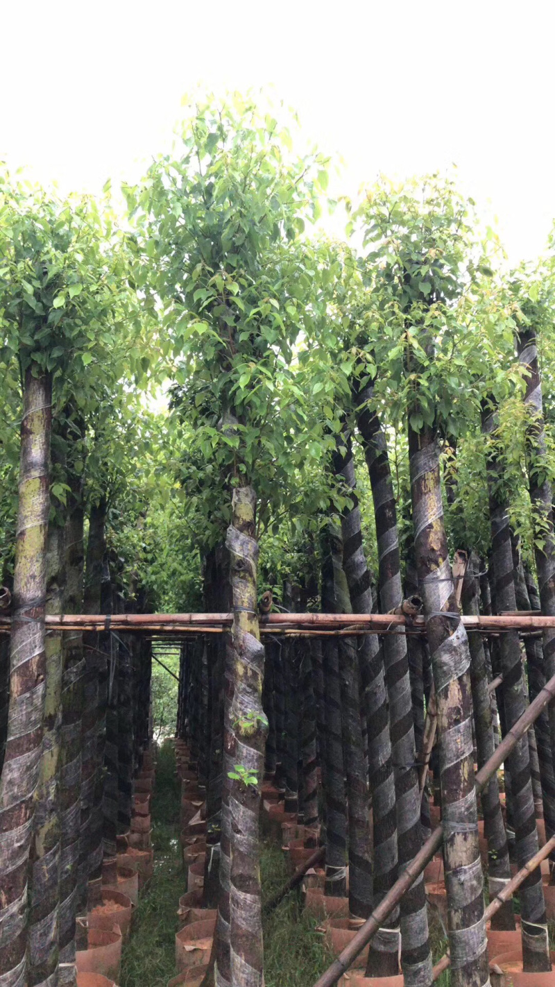 香樟