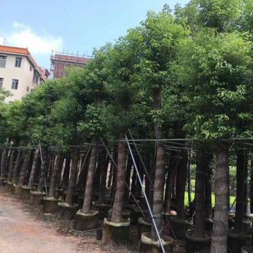 香樟