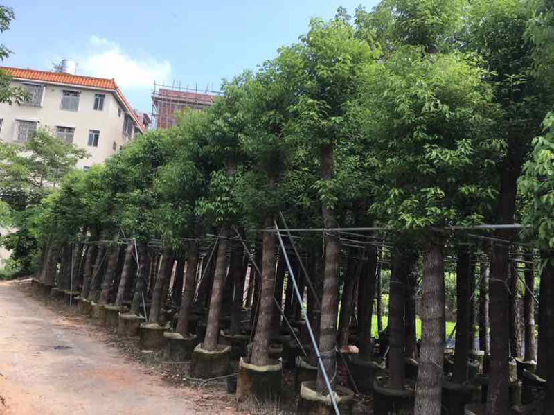 香樟