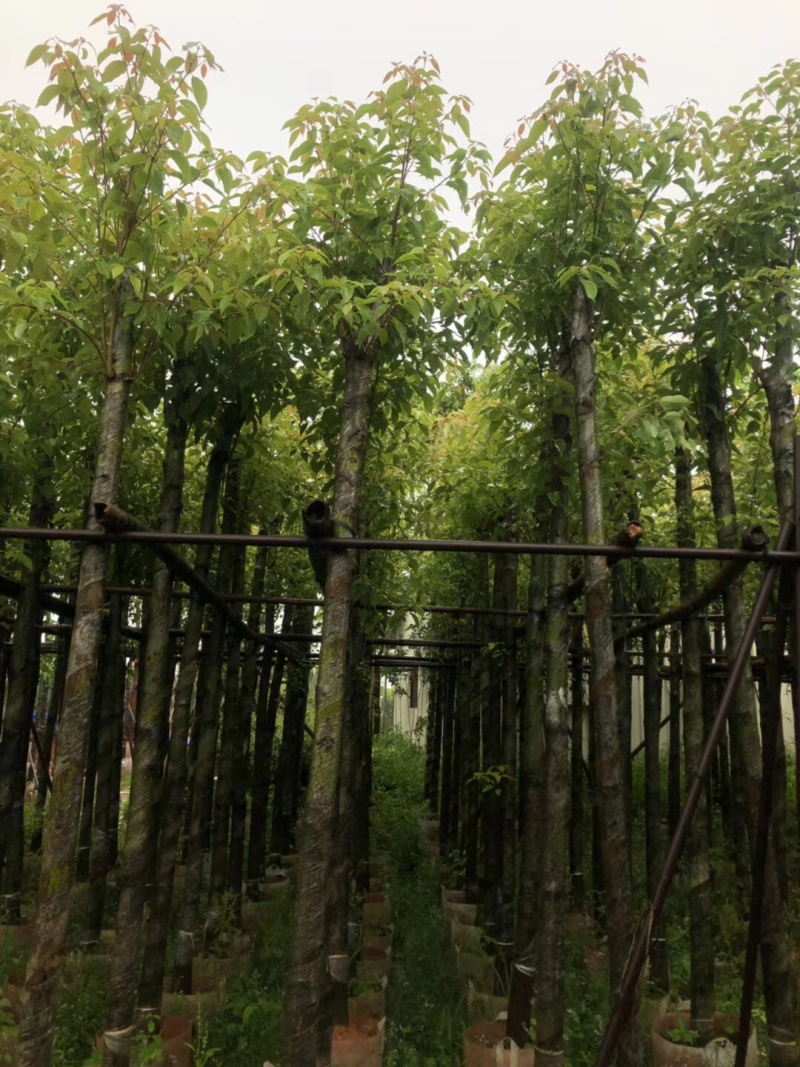 香樟代苗，可通过视频看货5-15公分新苗上市